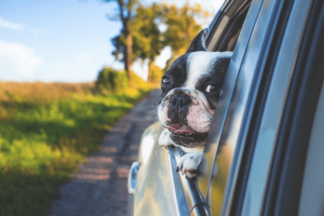 mobile dog and pet groomer policy