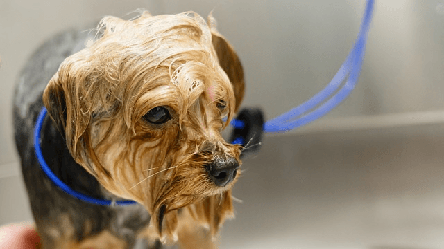 Recognizing Pet Grooming Industry Risks