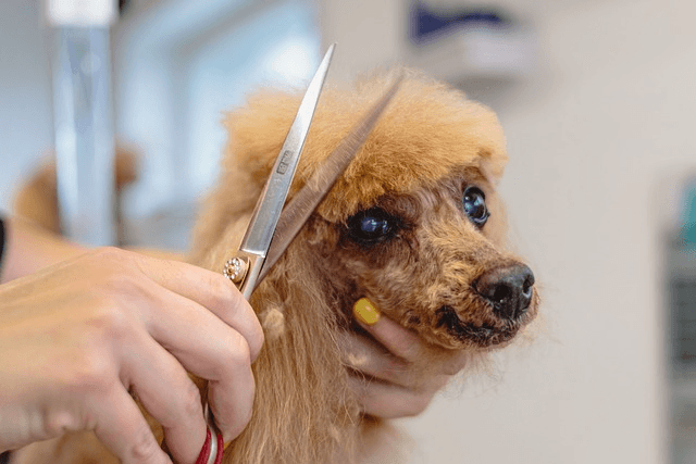 Need for Insurance in Dog Grooming