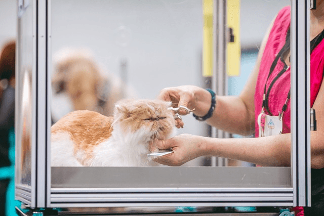 Insurance Protection for Grooming Staff