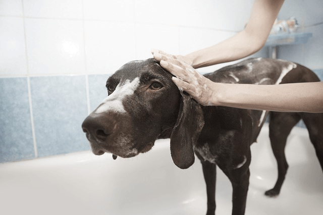 best insurance for dog groomers