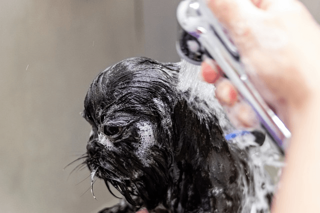 customize pet grooming policy